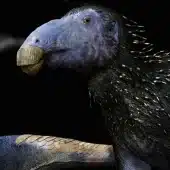 Реконструкция облика молодого игуанодонта