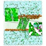 Ученые раскрыли, как антарктические бактерии поглощают свет в условиях полярной ночи