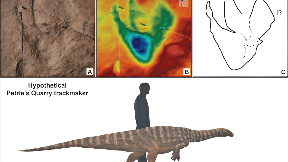 В Австралии нашли древнейший след динозавра на континенте