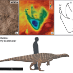 В Австралии нашли древнейший след динозавра на континенте