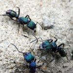 Естественный отбор поощрял не только сильных одиночек, но и целые группы