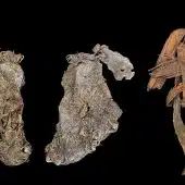 Фрагменты лосиной шкуры и веревки из пещеры Кугар-Маунтин