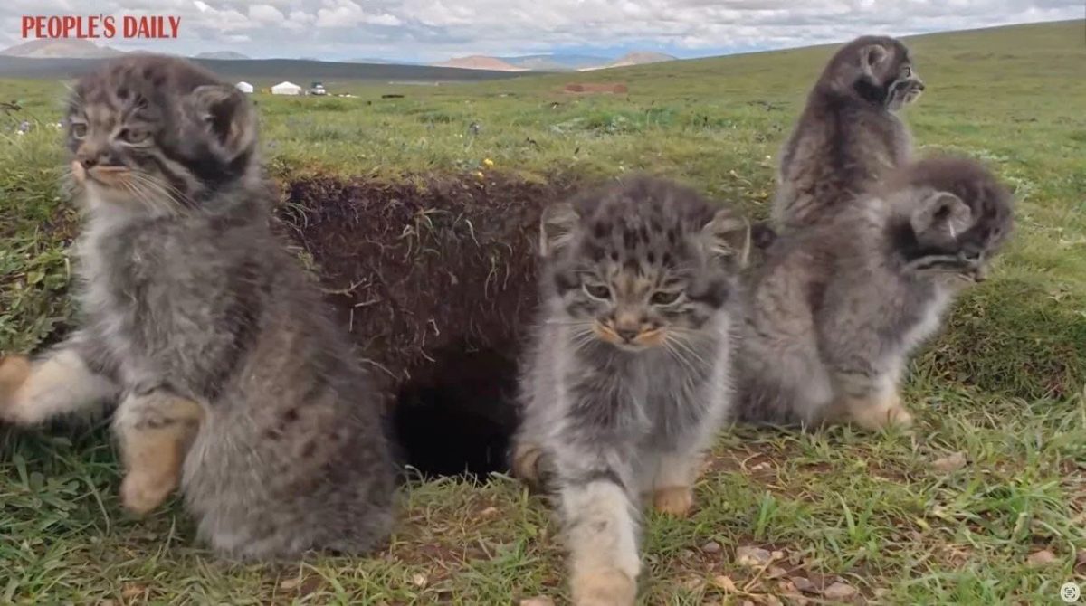 Манулы в провинции Цинхай (Китай) / © People’s Daily