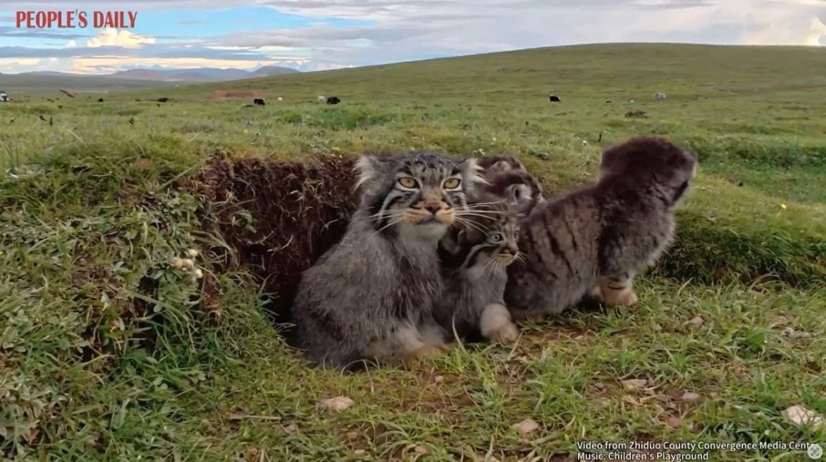 Манулы в провинции Цинхай (Китай) / © People’s Daily