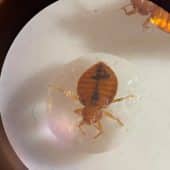 Пойманный в каплю воды постельный клоп / © Dong-Hwan Choe/UCR