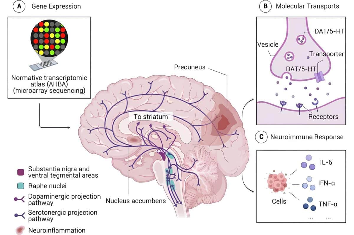 Склонность к прокрастинации объяснили физической особенностью, которая передается по наследству