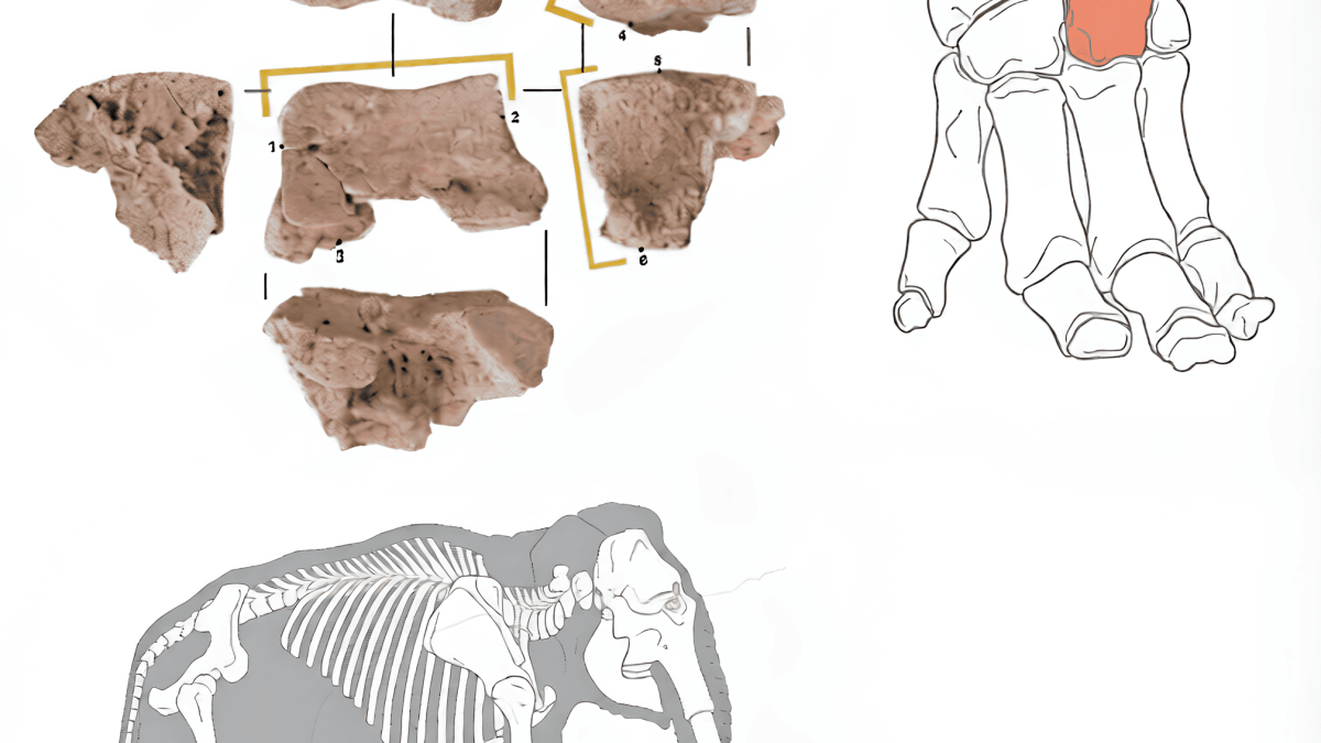 В Испании нашли кость боевого слона из армии Ганнибала