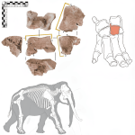 В Испании нашли кость боевого слона из армии Ганнибала