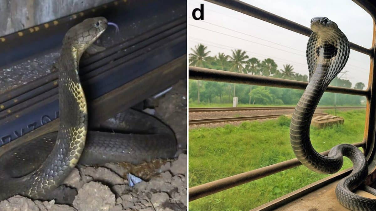Королевские кобры в Индии регулярно уезжали не туда на поезде