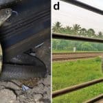 Королевские кобры в Индии регулярно уезжали не туда на поезде