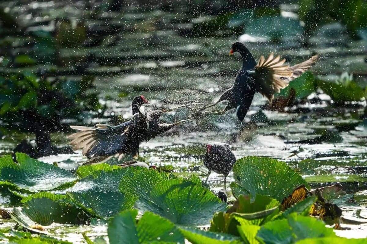 Высокая оценка в категории «Дикая природа и окружающая среда», «Схватка в воздухе» / © Lawrence Worcester