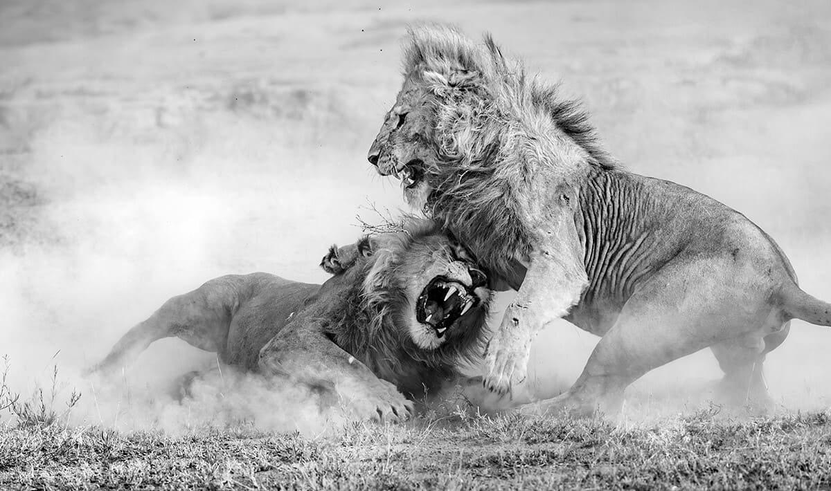 Высокая оценка конкурса: Схватка львов / © Constantin Freiberger