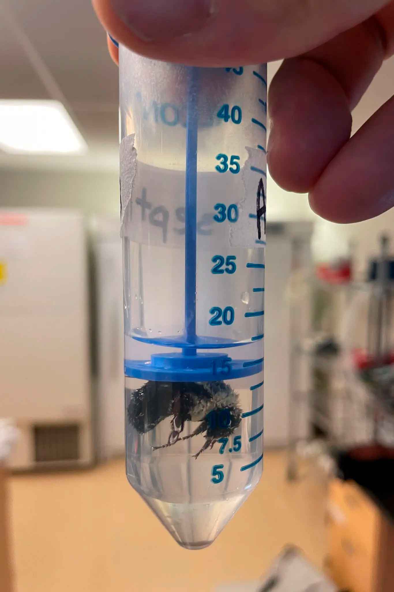 Королева Bombus impatiens