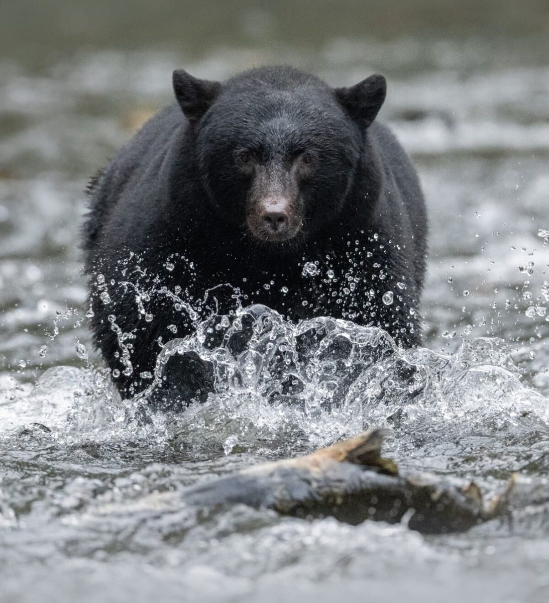 Снимок абсолютного победителя конкурса: охота&nbsp;черного медведя / © Anthony Bucci&nbsp;