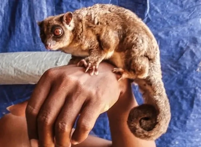 Кольцехвостый летучий кускус (Tous ayamaruensis) / © Arman Muharmansyah, Live Science