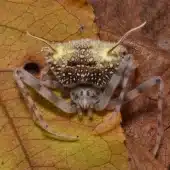 паук Taczanowskia waska