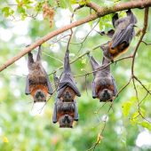 Летучие лисицы