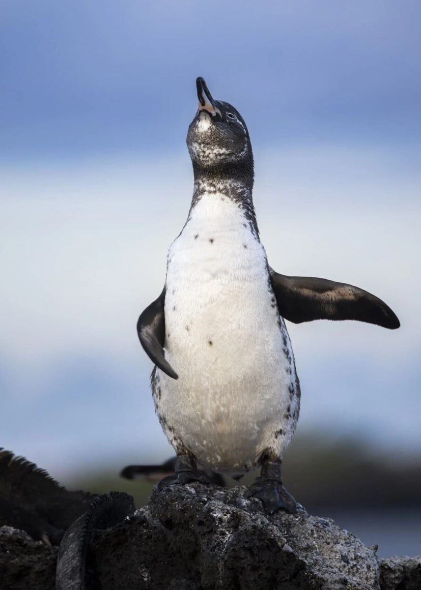 «Артист эстрады» / © Trevor LaClair