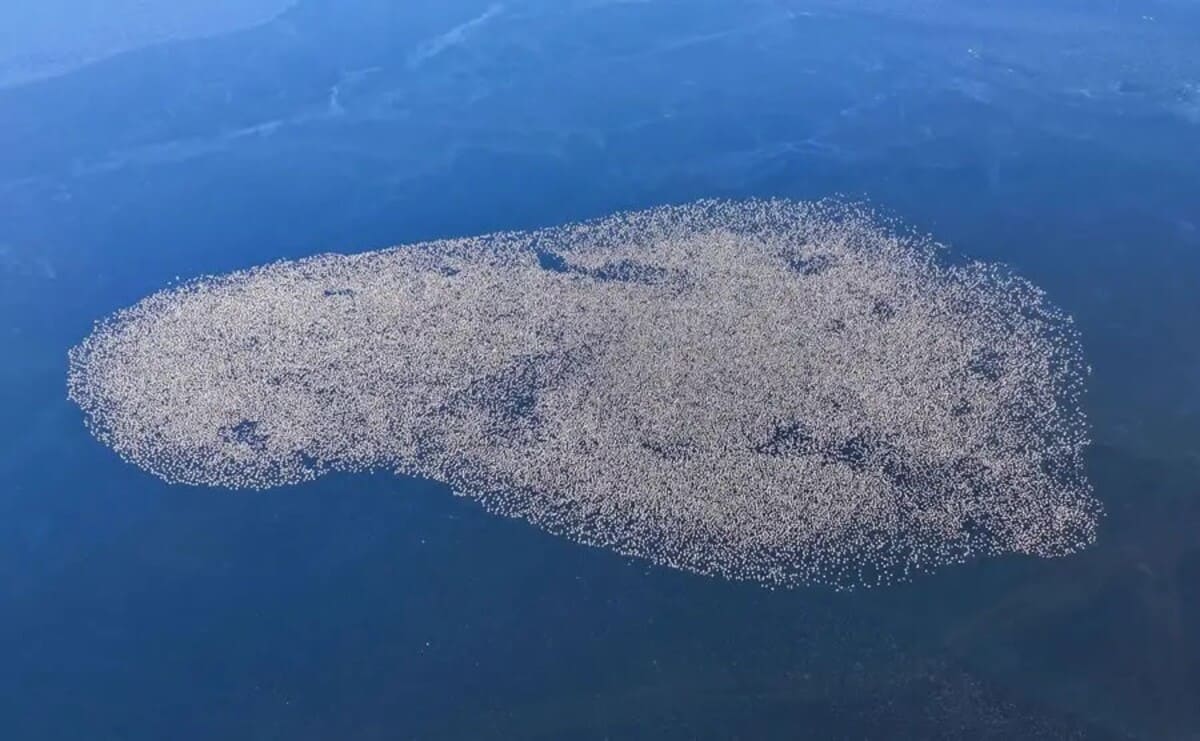 Первое место в категории «Птицы водно-болотных угодий Наньдагана», «Следы миграции» / © Song Wenfeng