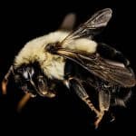 Биологи рассказали, как королевы шмелей дышат под водой