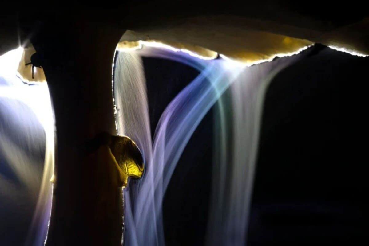 Победитель в категории «Макросъемка» / © Basu Mallick