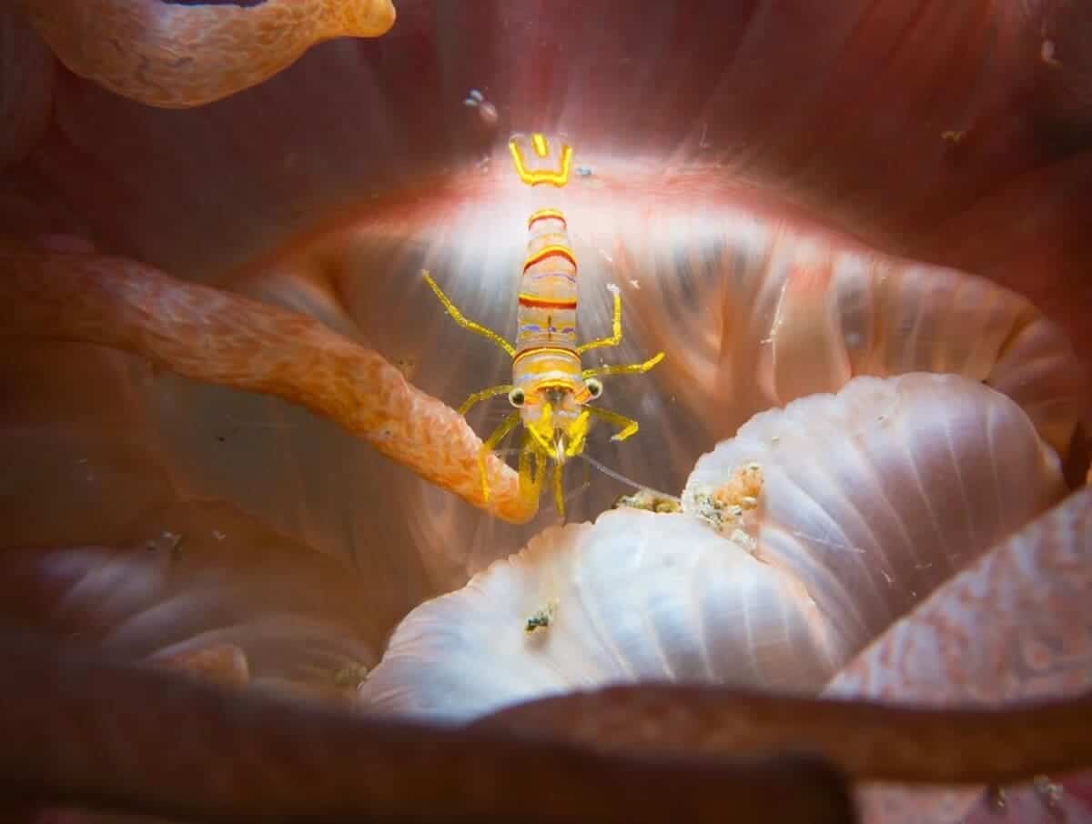 Победитель в номинации «Флора, фауна и грибы»: Креветка укрывается от хищников среди жгучих щупалец ярко-красной актинии / © Eli Wolpin