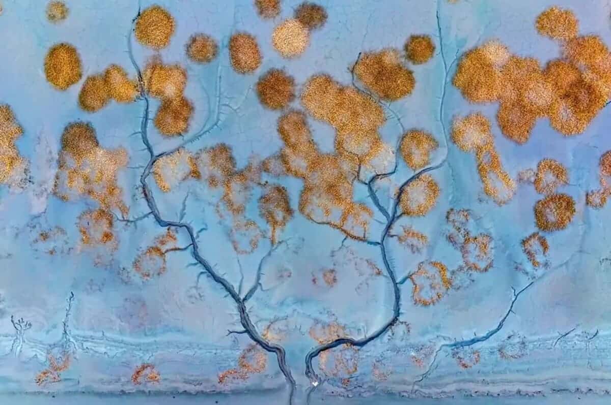 Первое место в категории «Ландшафты водно-болотных угодий мира», «Приливное денежное дерево» / © Zhang Xu