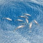 Первая запись родов кашалота доказала существование взаимопомощи внутри стаи