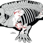 Палеонтологи нашли древнейшее свидетельство поедания крупных травоядных наземными хищниками