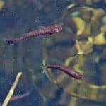 Домогательства самцов североамериканских рыб привели к снижению численности зоопланктона