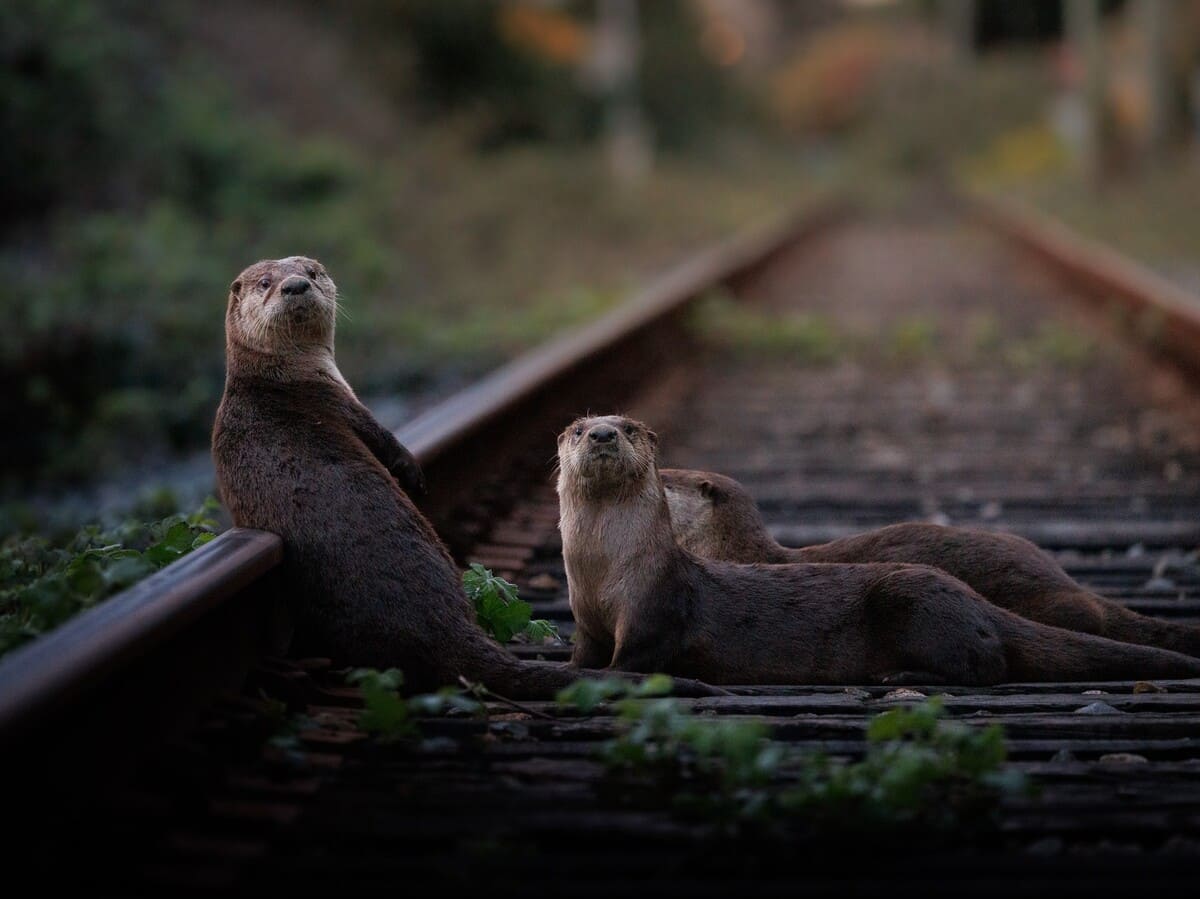Снимок, занявший второе место в номинации «Флора, фауна и грибы»: Семейство речных выдр на мгновение остановилось на железнодорожных путях в Западном Ванкувере, прежде чем снова скрыться в безопасных водах залива Беррард / © Cari Siebrits