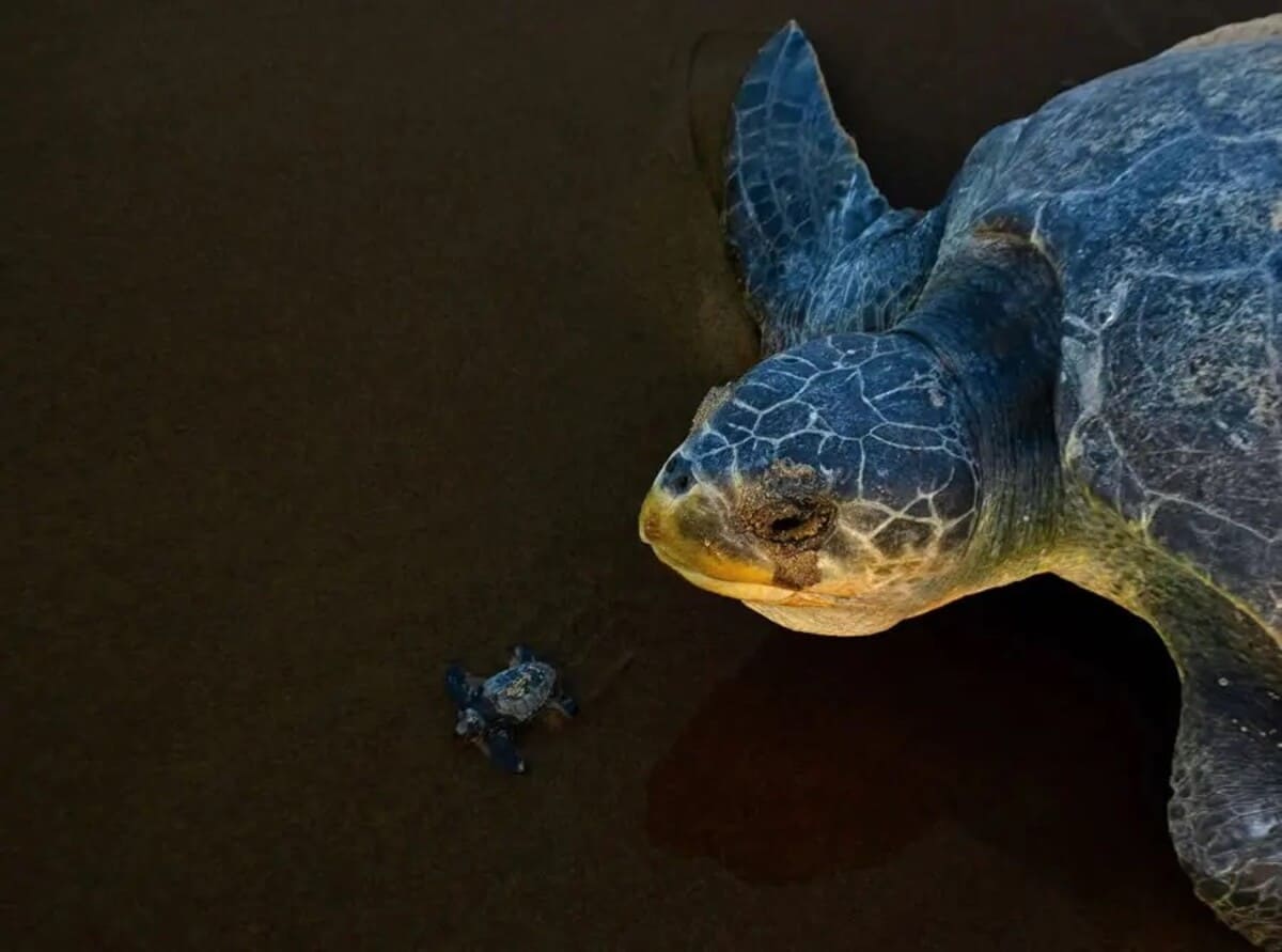 Высокая оценка в категории «Дикая природа и окружающая среда», «Следуй за мной» / © Arghya Adhikary