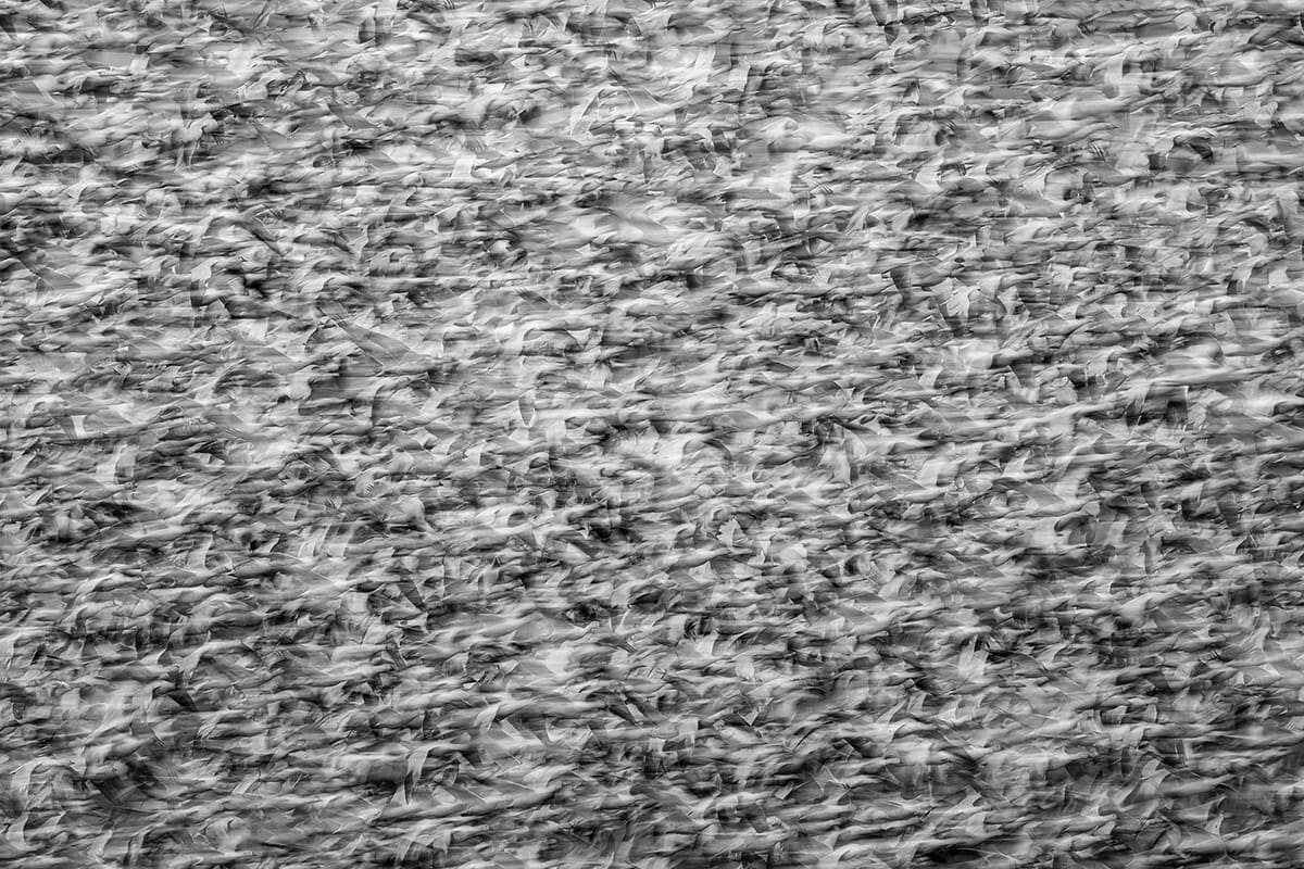 Снимок, занявший второе место в номинации среди фотографов-любителей: Миграция белых гусей / © Yoshiki Nakamura