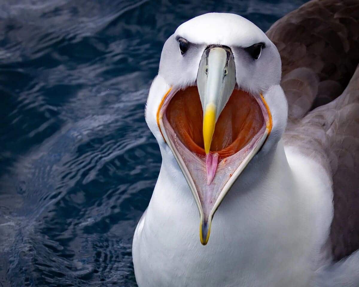 «Пасть Молли» / © Tom Hendrickson