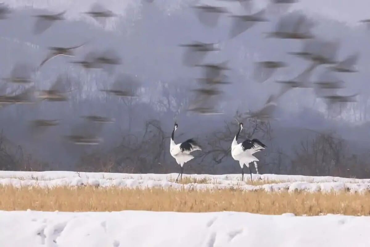 Высокая оценка в категории «Дикая природа и окружающая среда», «Тихий зов зимой» / © Kyaw Thu Wai