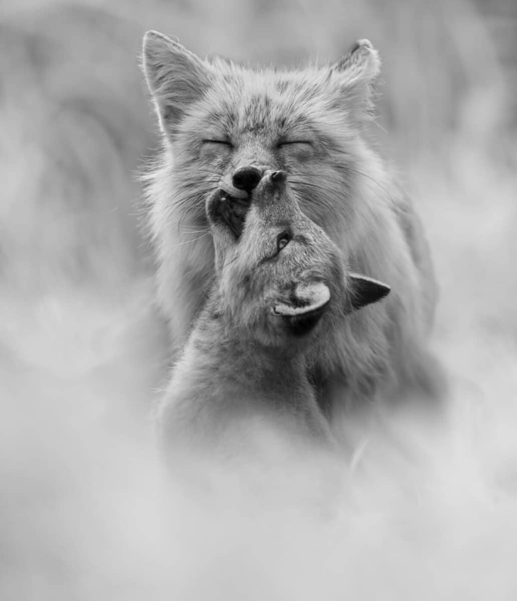 Снимок, занявший третье место в номинации среди фотографов-любителей: Лисы / © Janet Gustin