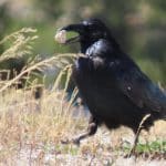 Вóроны запомнили места волчьих охот, чтобы проверять их на наличие падали