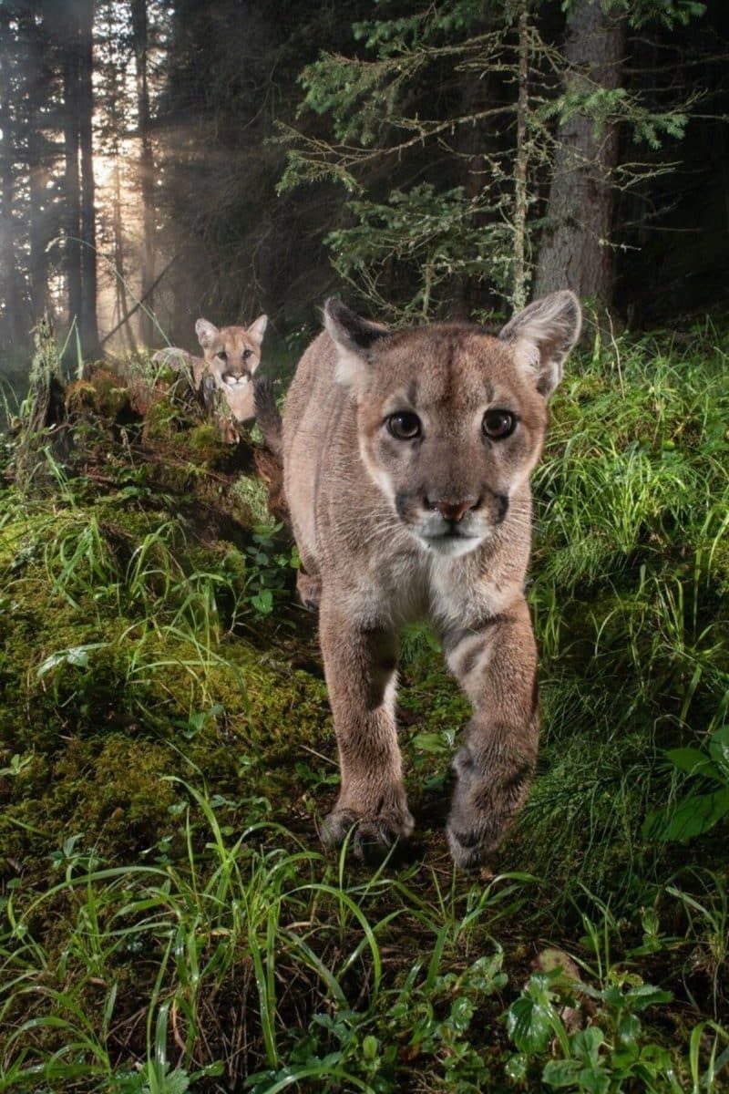 Высокая оценка в номинации «Флора, фауна и грибы»: Когда первые лучи солнца пробиваются сквозь утренний туман в округе Футхиллс (Альберта), два детеныша пумы следуют за матерью через мшистый еловый болотный лес / © Stephen Shikaze