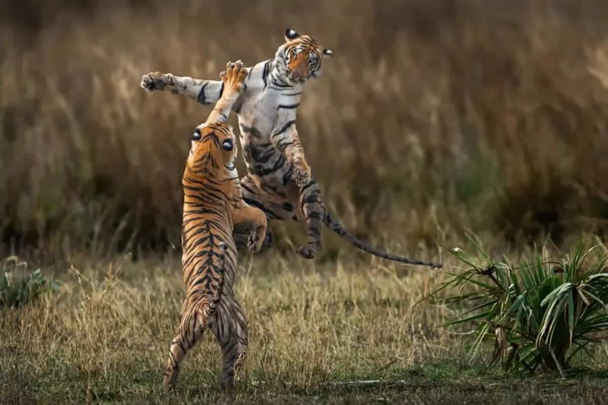 Высокая оценка в категории «Дикая природа и окружающая среда», «Обряд перехода» / © Somdutt Prasad