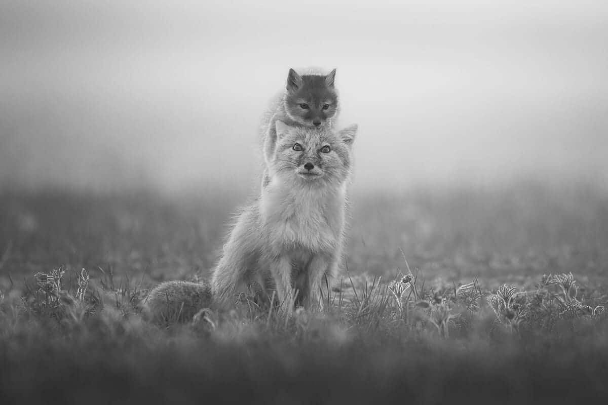 Высокая оценка конкурса: Лисица-мать и ее игривый детеныш / © Xudong Cai