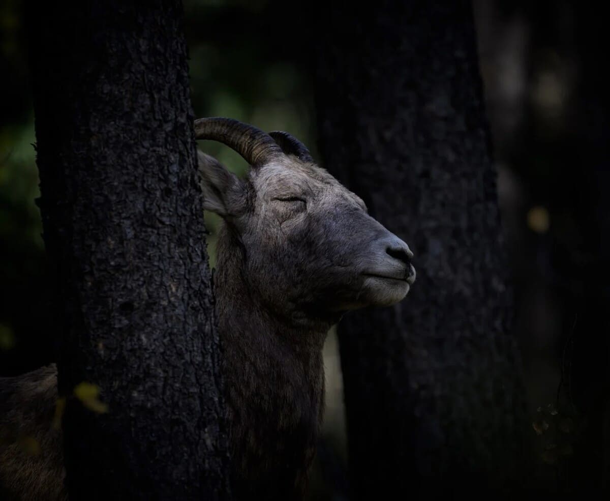 Высокая оценка в номинации «Флора, фауна и грибы»: Толсторогий баран остановился, чтобы погреться на солнце, пока его стадо проходит через лес возле озера Минневанка в национальном парке Банф (Альберта) / © Kristian Wolowidnyk
