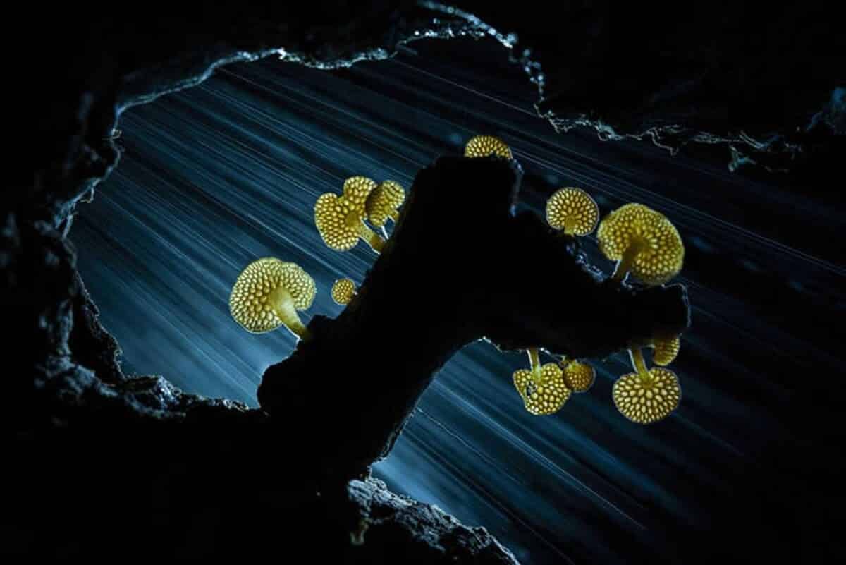 Победитель в категории «Растительный мир», светящиеся грибы / © José Luis Gigirey González