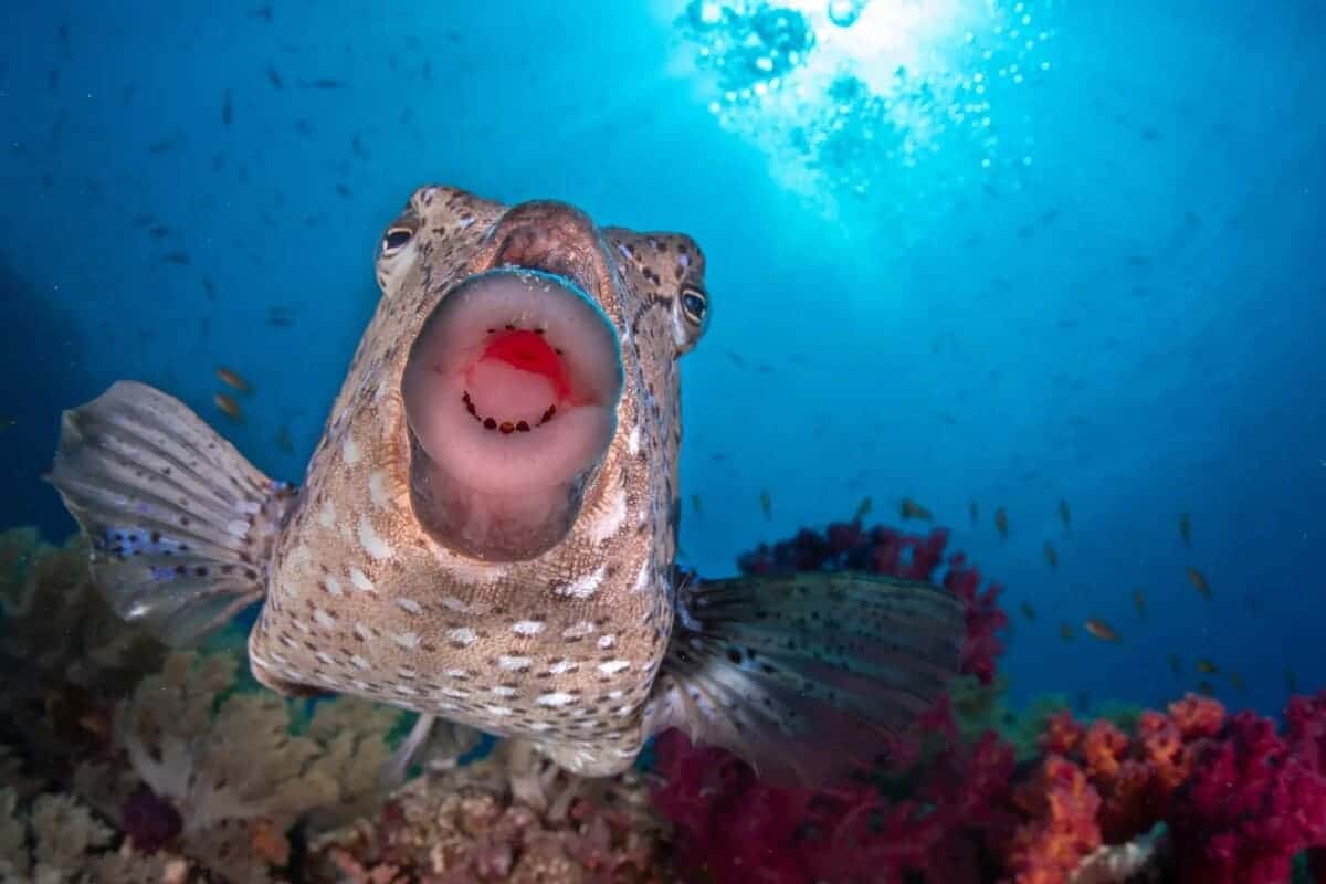 «Поцелуй» / © Saad Alaiyadhi