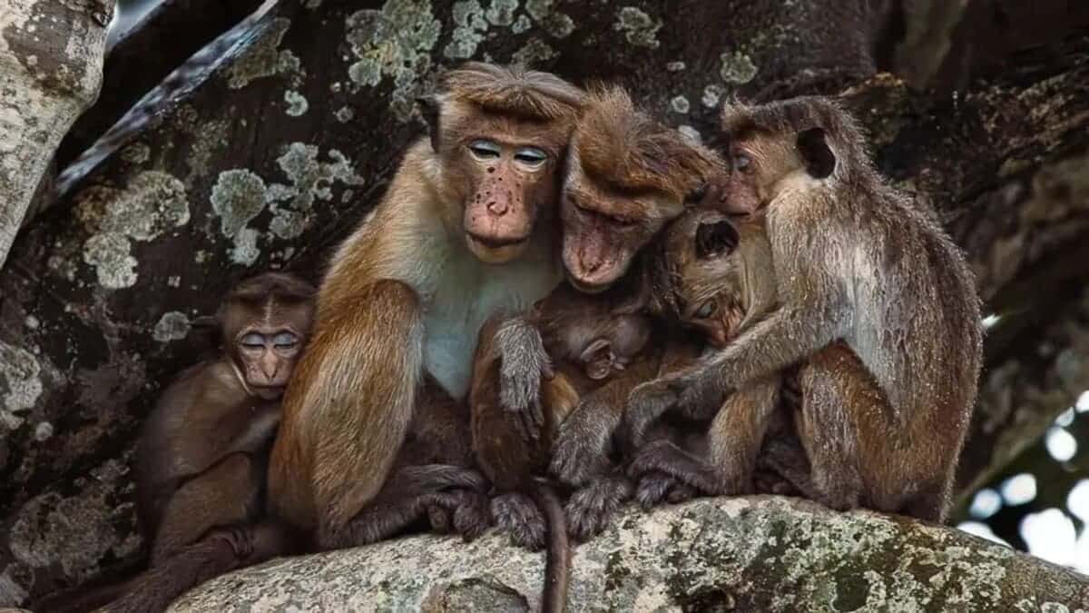 Высокая оценка в категории «Дикая природа и окружающая среда», «Семейные объятия» / © Uthum Methsara Jayaweera