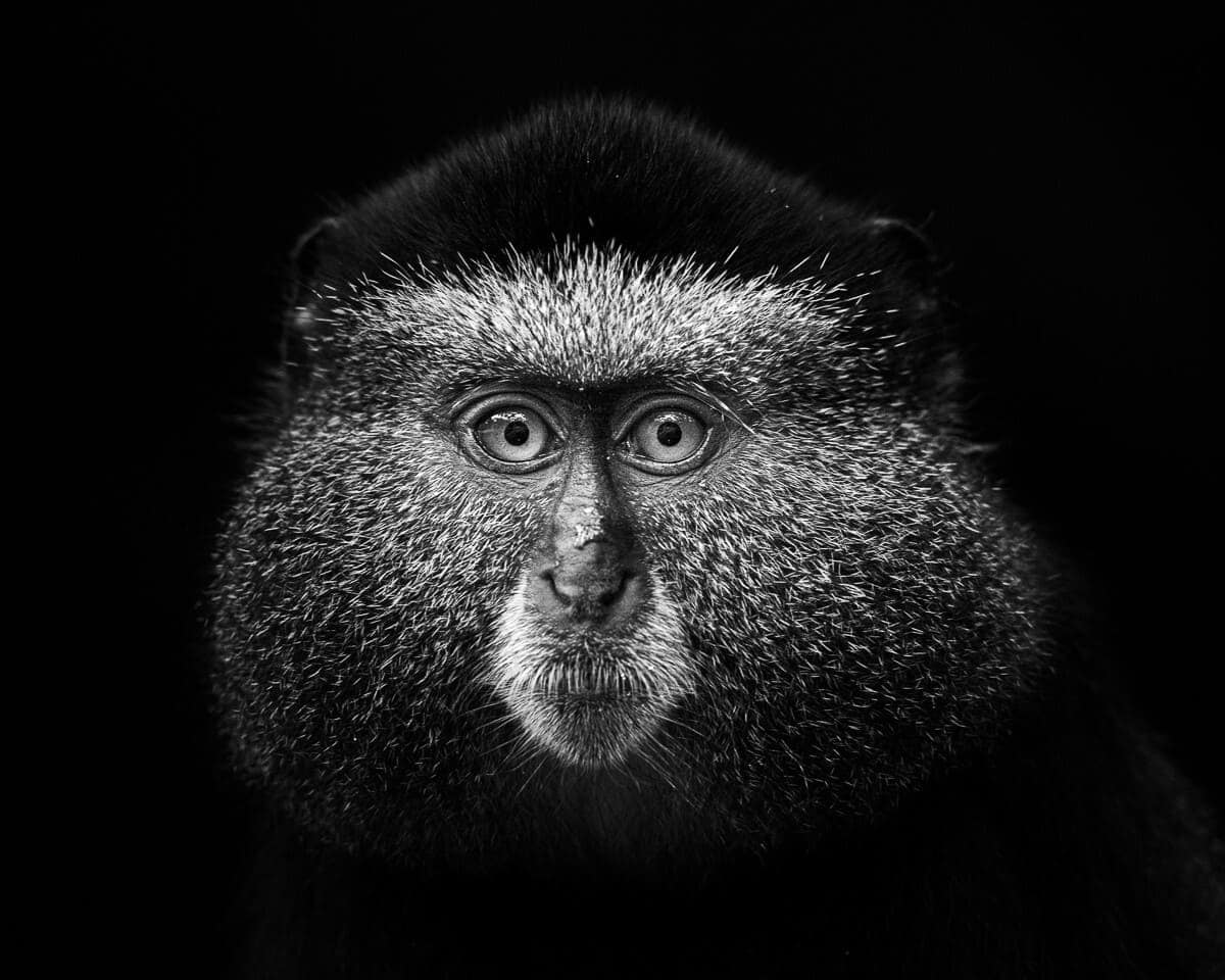 Высокая оценка конкурса: Голубая мартышка / © Steffen Foerster