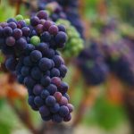 Виноград из средневековой канализации оказался точной копией современного пино-нуар