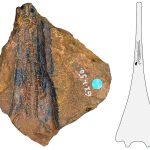 Новый вид древних морских амфибий нашли в Австралии