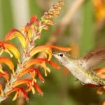 Колибри уличили в регулярном употреблении алкоголя