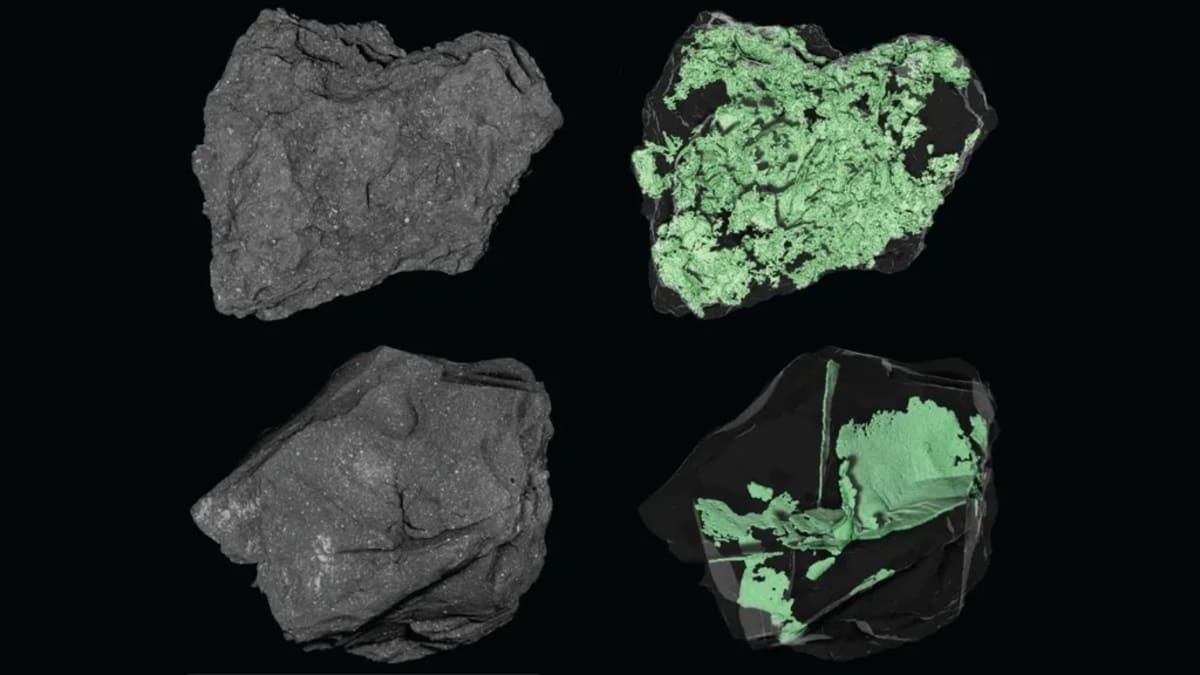 Фрагменты породы, доставленные зондом OSIRIS-REx с астероида Бенну / © NASA / Scott Eckley