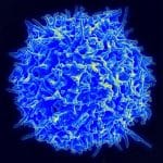 В России научились прогнозировать траекторию старения иммунной системы